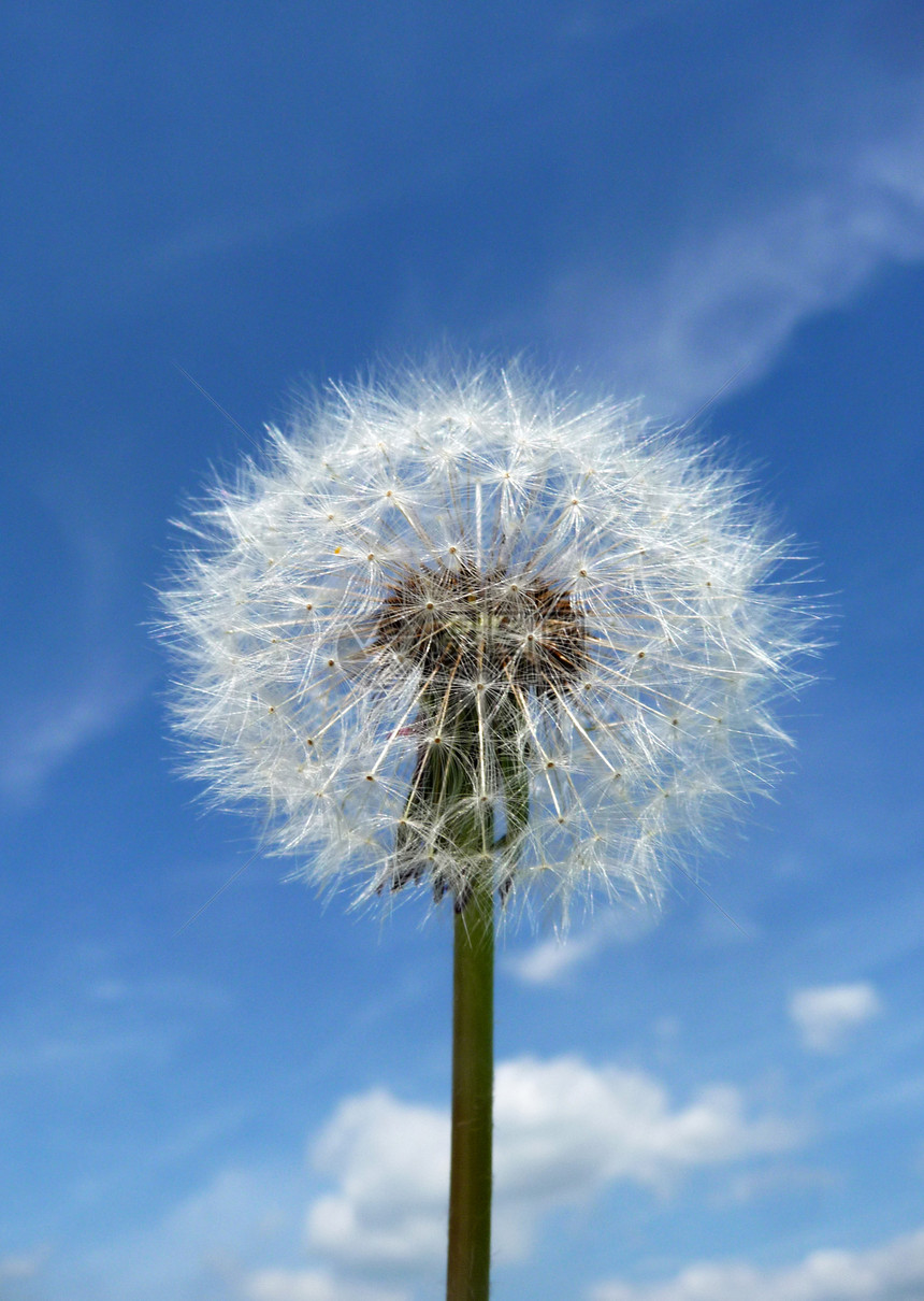 Dandelion 时钟园艺生长乡村植被植物宏观叶子花园天空蓝色图片