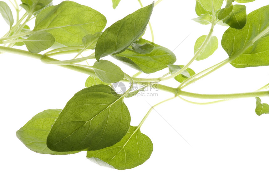 孤立的马约拉姆叶子草本疗法植物学烹饪药品绿色树叶食物香料图片