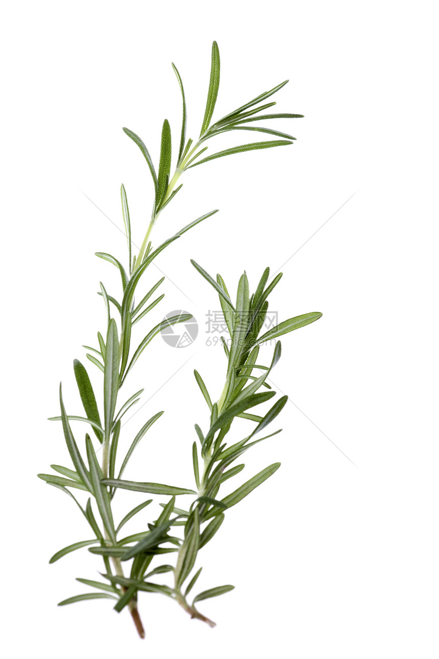 孤立的罗斯玛丽植物草本植物香味疗法草药药品烹饪植物学芳香叶子图片