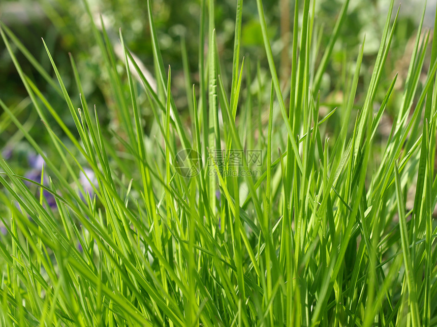 草地公园材料植物杂草树叶场地花园叶子植被绿色图片