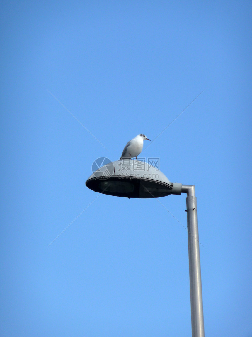 灯柱上的海鸥鸥科蓝色鸟类龟形天空动物野生动物金属图片