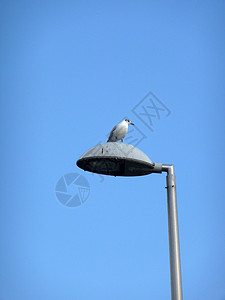 灯柱上的海鸥鸥科蓝色鸟类龟形天空动物野生动物金属背景图片