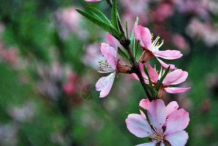 粉红花季节天空绿色植物水果白色分支机构背景图片