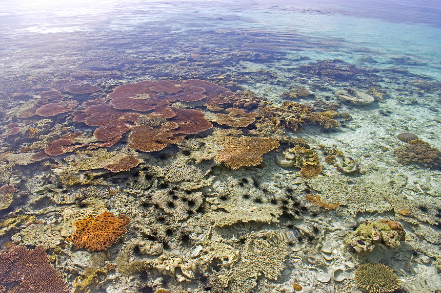 低潮珊瑚风景海景息肉热带海岸海洋生活海滩海葵海胆图片