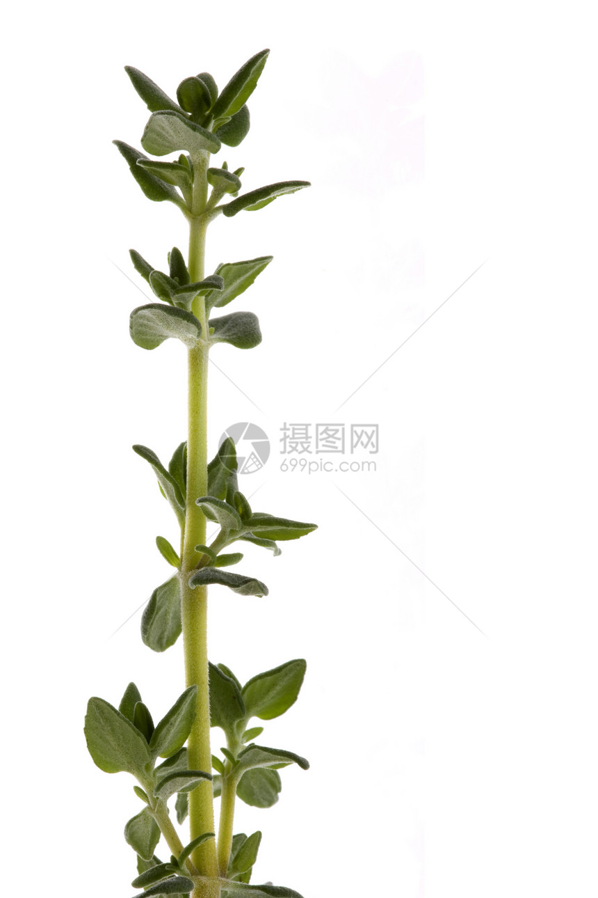 甲状腺 Hyme 宏孤立草本植物草药植物宏观香气植物学食物味道草本疗法图片