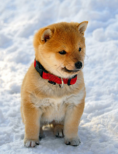 下雪时的什叶小狗背景图片