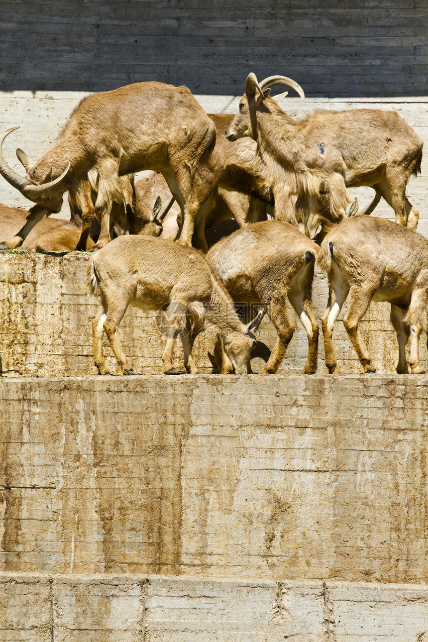 西班牙语ibex 组高地荒野动物岩石内存哺乳动物喇叭动物群号角野生动物图片