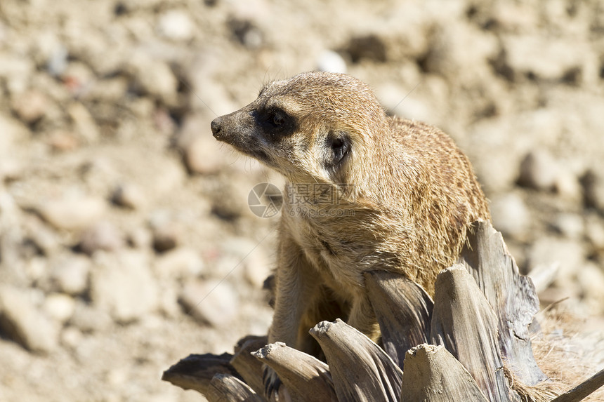 Meerkat 苏里卡塔瑟皮卡塔 肖像警卫头发沙漠野生动物生态哺乳动物生物眼睛猫鼬动物图片