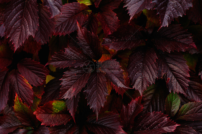 紫色的生长草本植物植物学衬套宏观生活环境叶子图片