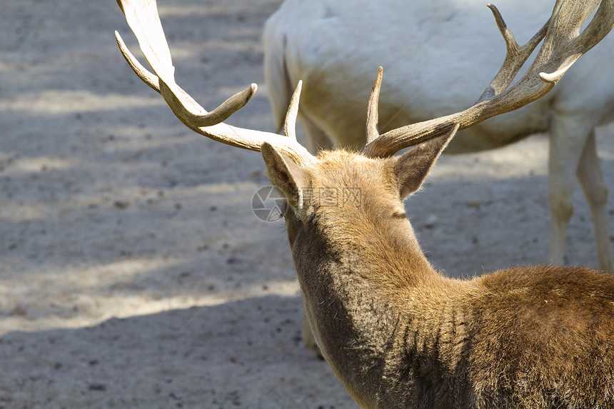 鹿有角岩石内存动物国家绵羊动物群号角荒野喇叭野生动物图片