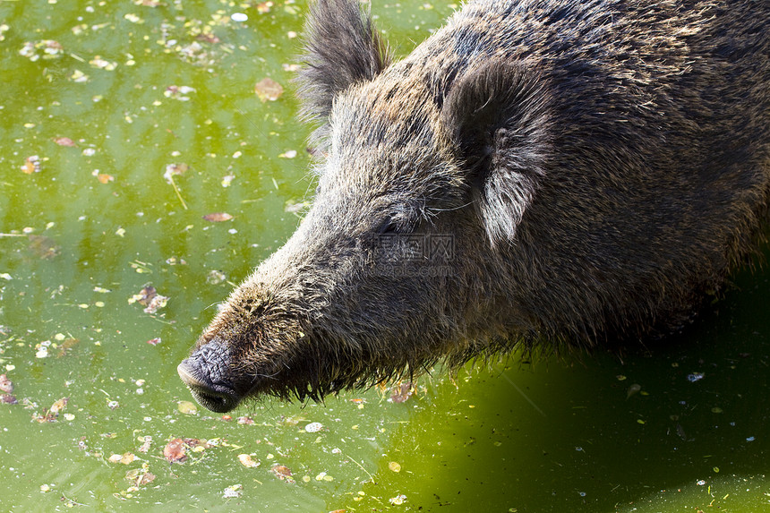 水中野生猪图片