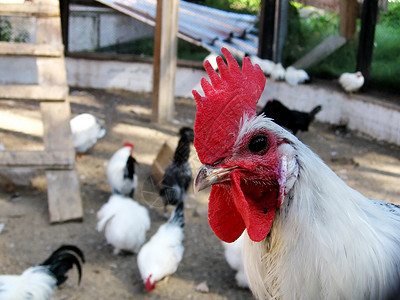白鸡羽毛荒野乡村男性白色梳子农场农业红色动物群背景图片