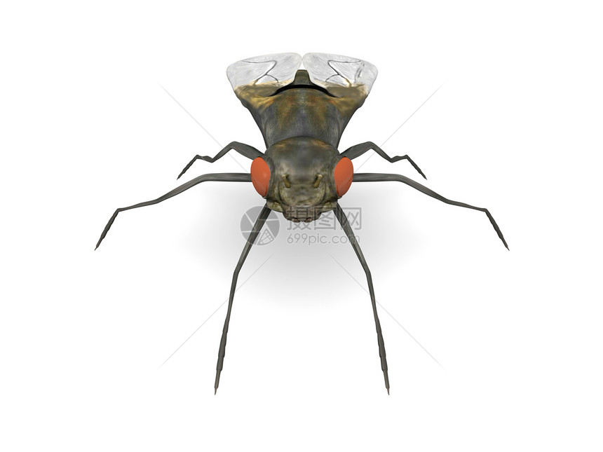 飞家蝇昆虫害虫野生动物翅膀寄生虫宏观动物苍蝇厌恶图片