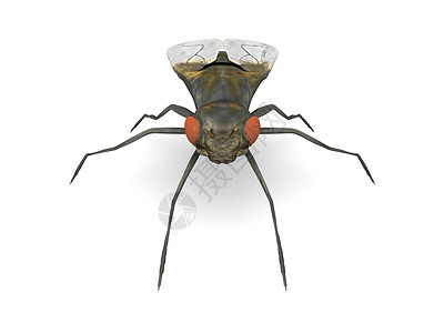飞家蝇昆虫害虫野生动物翅膀寄生虫宏观动物苍蝇厌恶背景图片