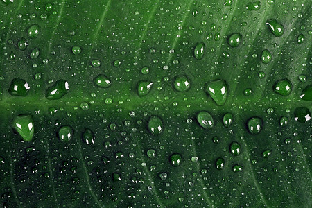 绿叶叶马赛克枝条床单网格绿色森林植物标本馆花园生活背景图片