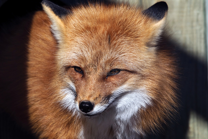 红狐狸肖像红色哺乳动物动物捕食者野生动物犬类食肉毛皮图片