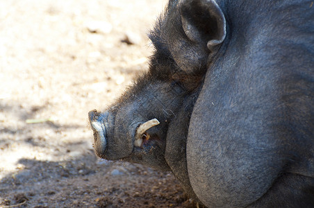 越南猪野生动物生活小猪动物园动物背景图片