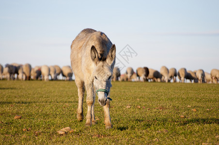驴子农场绿色乡村头发天空棕色屁股哺乳动物耳朵骡子背景图片