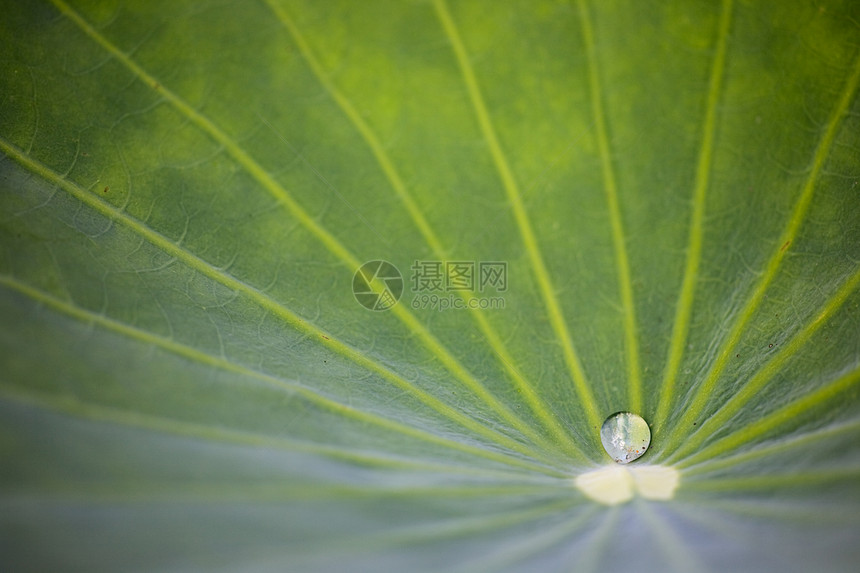 水滴叶子花园植物群草地雨滴宏观生态绿色植物生长图片