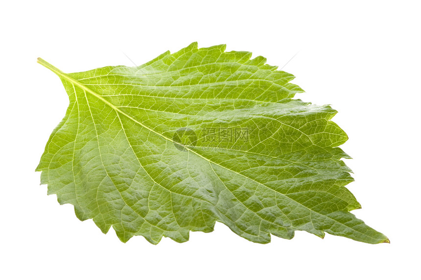孤立的绿色佩西拉叶草药味道宏观香料生产烹饪草本植物香气植物叶子图片