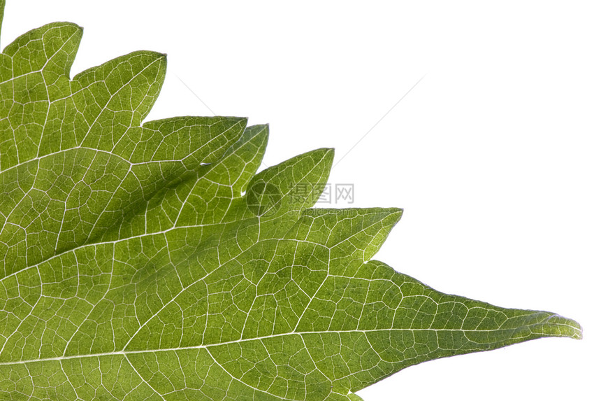 孤立的绿色佩西拉叶草药生产植物学香气宏观疗法植物欧巴草本植物芳香图片