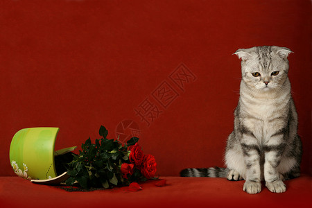 被告猫和破碎的花盆背景图片