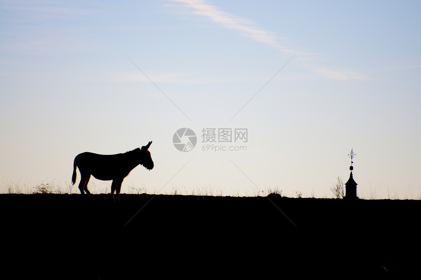 驴子哺乳动物农场头发骡子耳朵绿色场地乡村棕色天空图片