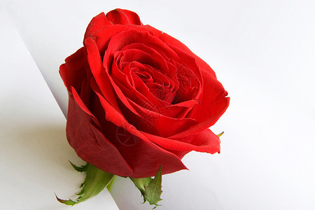 红玫瑰花园宏观圆形植物学圆圈玫瑰美丽花粉花瓣雄蕊背景图片