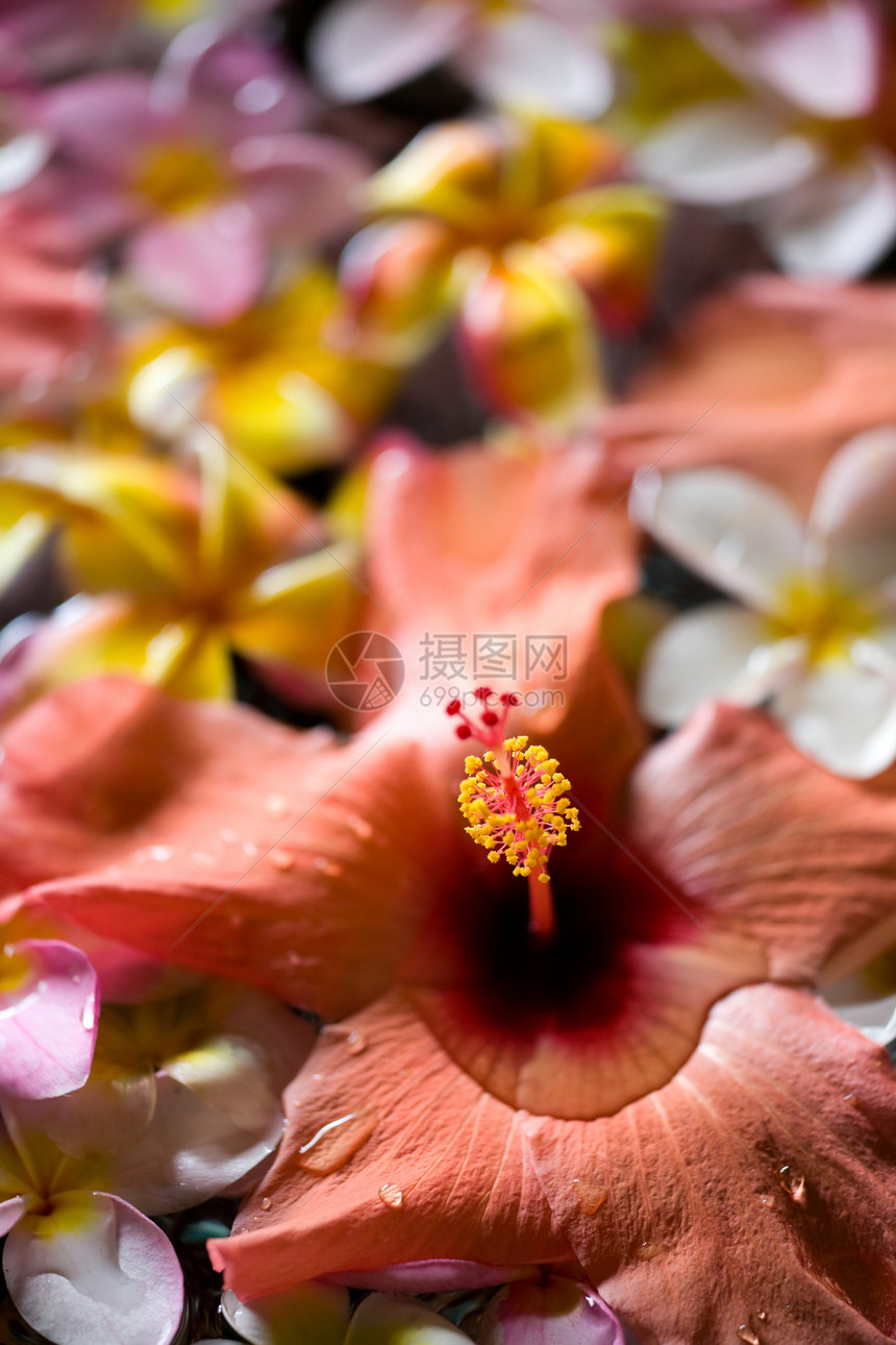 一 背景治疗花瓣宏观香味疗法鸡蛋花香水温泉叶子木槿图片