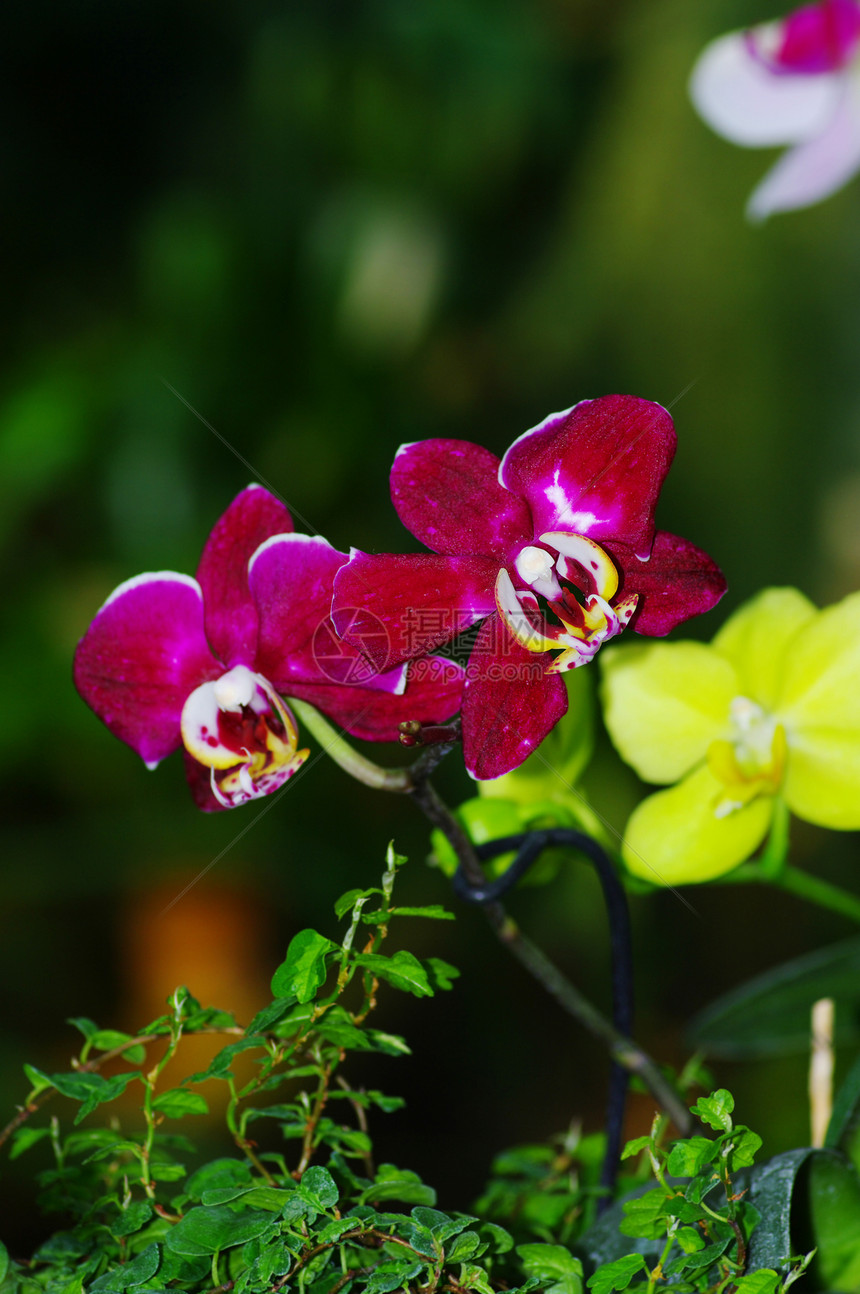 以天然绿色背景为背景的紫兰花植物粉色脆弱性美丽森林热带紫色植物学情调生长图片