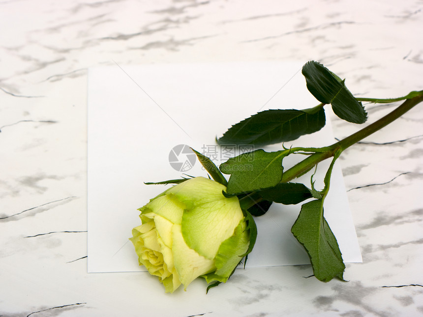 白叶纸上的玫瑰床单植物玫瑰叶大理石黄色白色框架绿色花瓣灰色图片