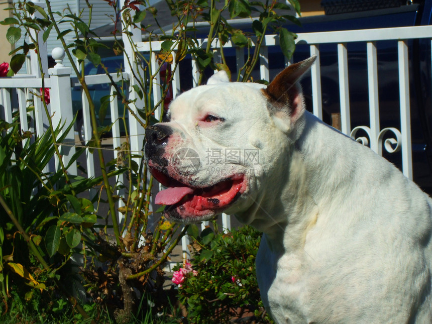白色拳击犬公园宠物棕色花朵安全休息蓝色警卫守护森林图片