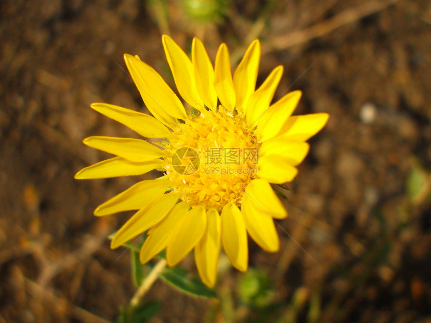 黄玉花晴天宏观分支机构阳光阳光照射黄色时间植物群季节太阳图片