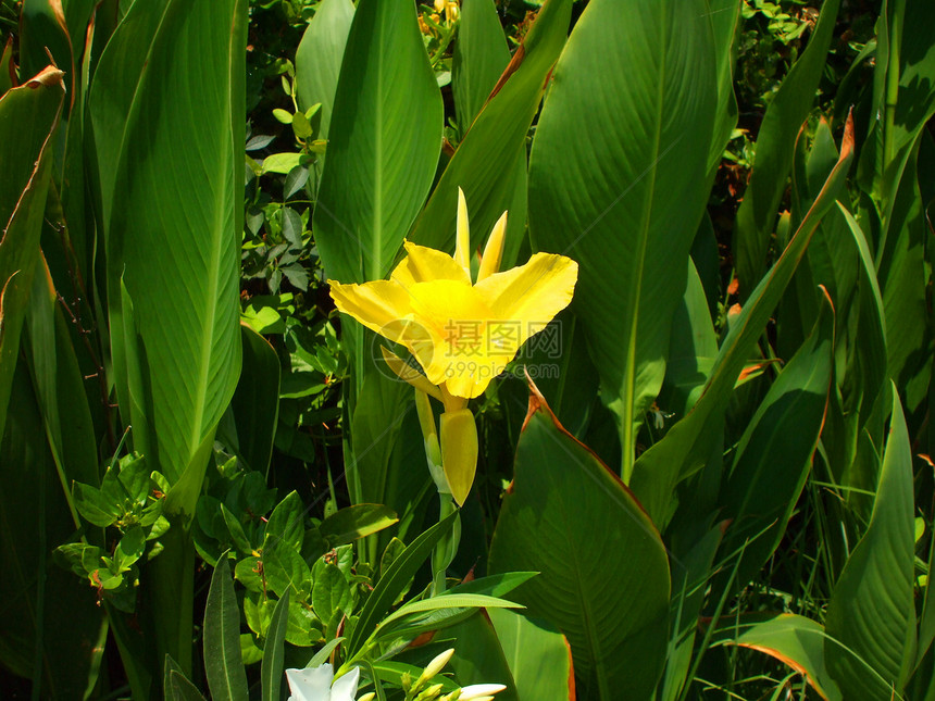 Canna 莉莉花黄色橙子晴天花园时间分支机构植物阳光照射热带阳光图片