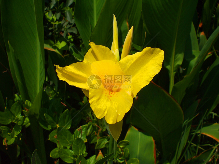 Canna 莉莉花背景分支机构黄色宏观阳光美人时间太阳绿色热带图片