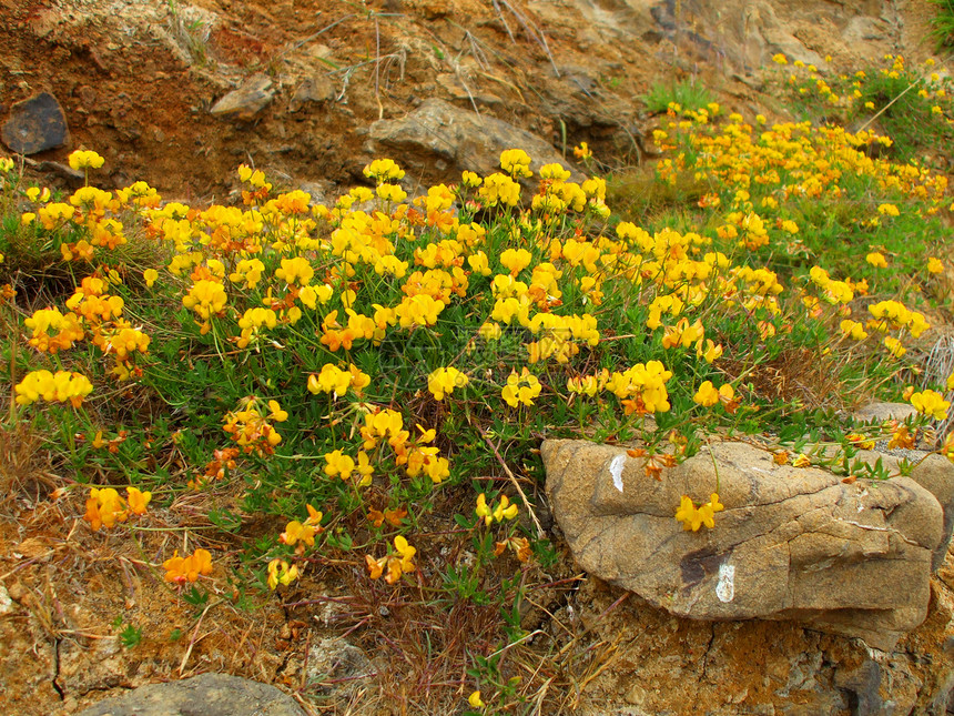 黄海岸野花阳光照射太阳阳光分支机构植物群荒野黄色季节支撑晴天图片