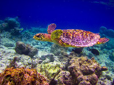 海洋乌龟乌龟像飞翔一样游泳旅行热带濒危生活荒野爬虫野生动物阳光气候潜水背景