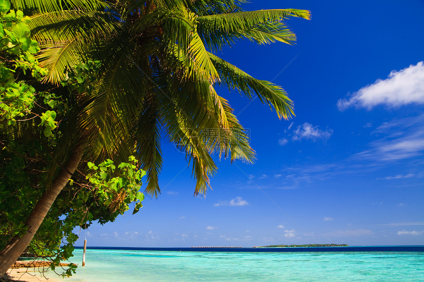 马尔代夫的热带天堂场景游客叶子阳光游泳海浪棕榈旅游海岸线植物图片
