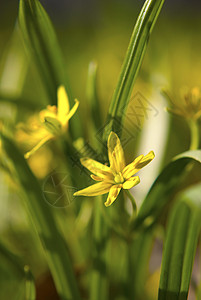 花朵 我叫黄色植物植被公园草地植物学背景图片