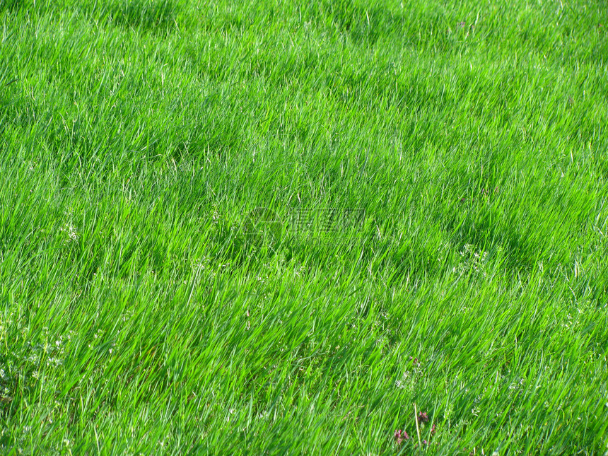 绿草场地植物群农村生态草坪乡村护理农业植物农田图片