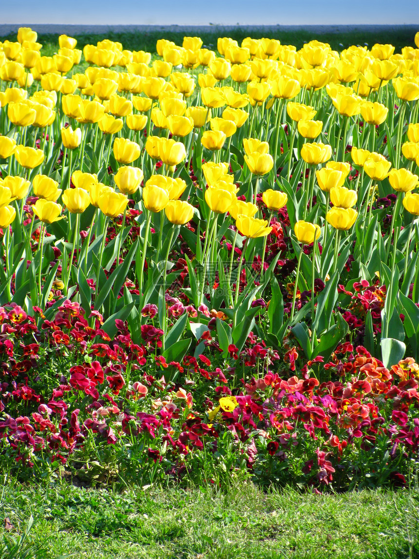黄春郁金香植物群花朵绿色植物园艺黄色花坛花园公园生长图片