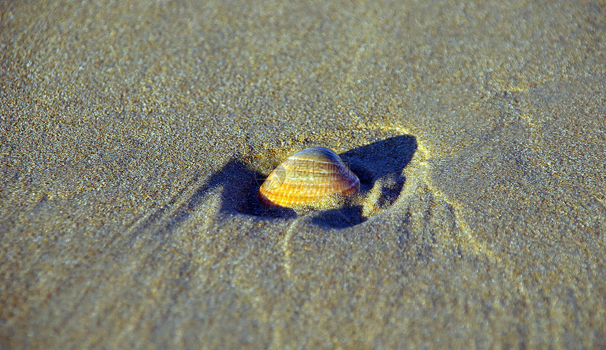 贝壳货物海洋海滩动物图片