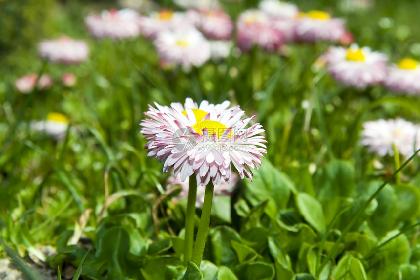 白春菊花在青绿草地上图片