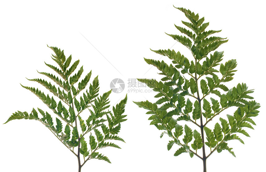 叶荒野环境植被植物情调异国绿色生态蕨类丛林图片