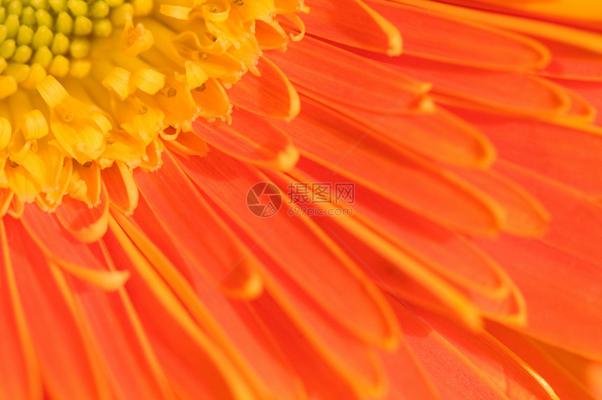 橙色马格丽特季节植物学植物草地雏菊草本植物菊花橙子墙纸生物学图片