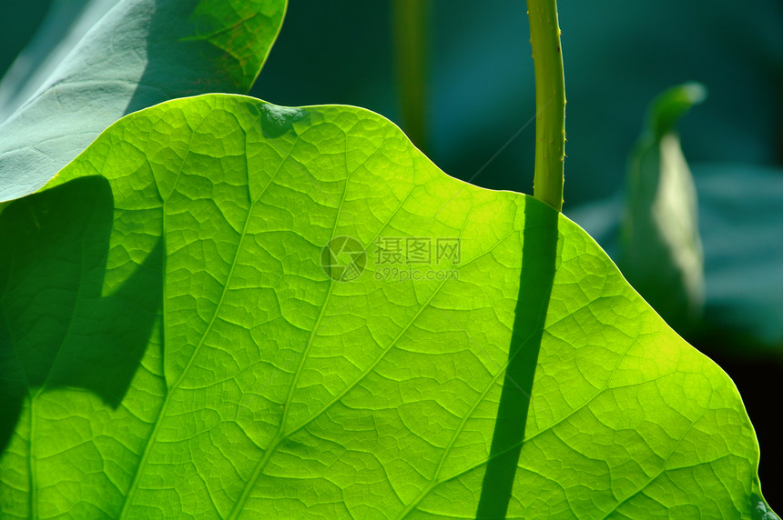 太阳光下的莲花垫图片