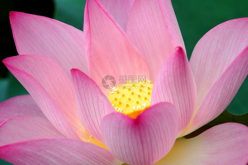 紧贴盛开的莲花花情调生物学灌木花瓣异国百合花萼植物荷花核桃属图片