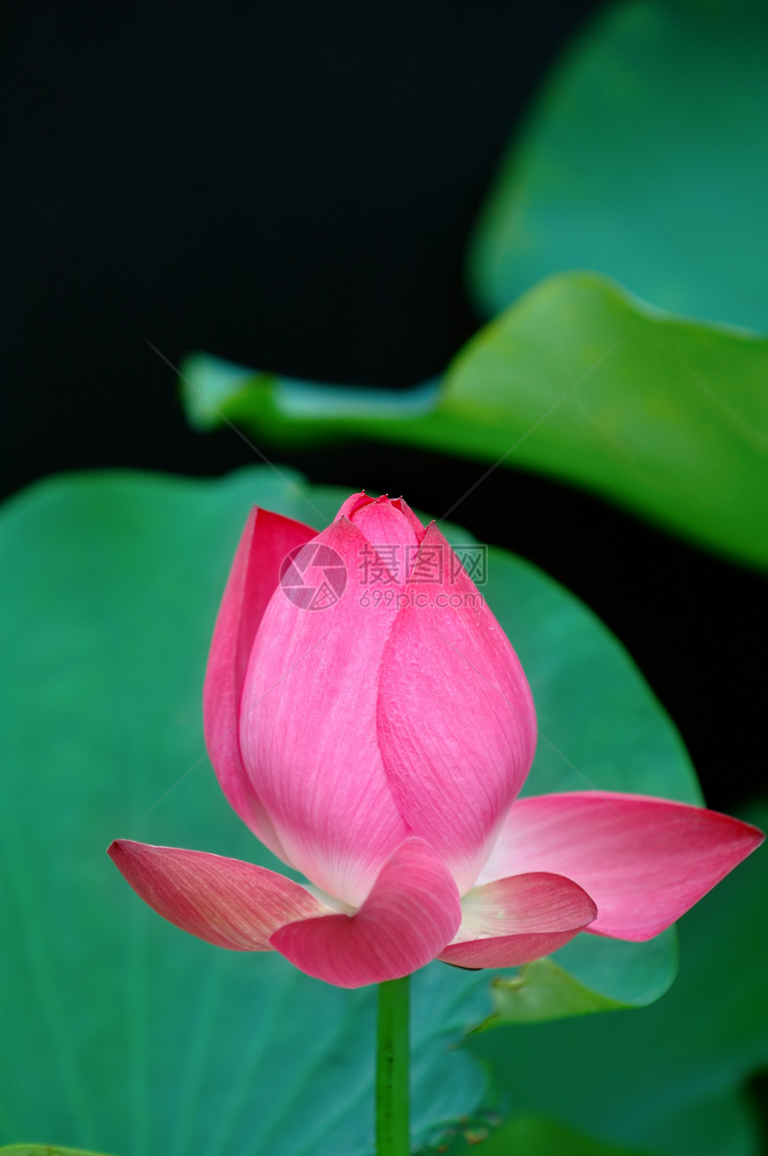 黑色的莲花花朵核桃属风化叶子繁荣花园生物学荷花百合植物学莲花状图片