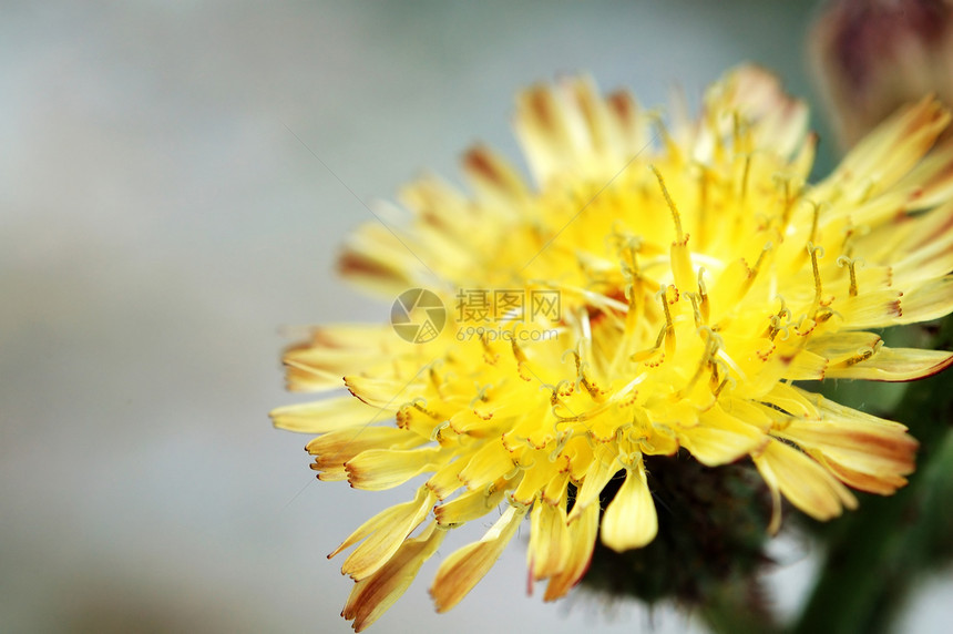 黄黄作曲花朵黄色生物学墙纸菊科生态杂草植物白色繁荣菊花图片