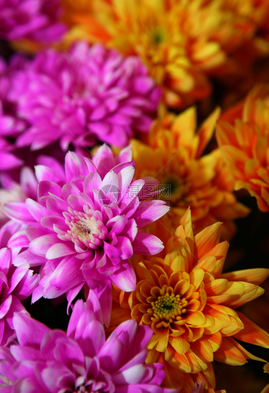 菊花花黄色粉色收藏宏观生活季节植物生长花瓣格柏图片